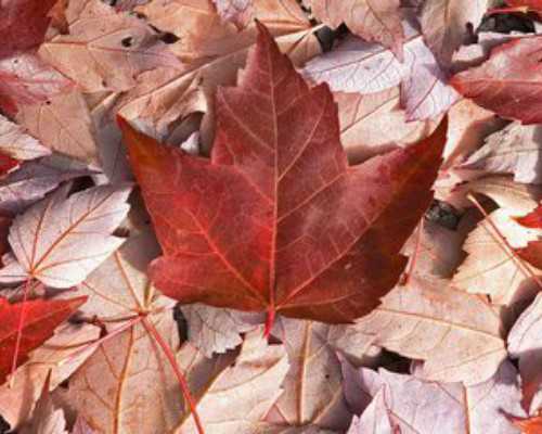 澳大利亚移民190各州担保条件(移民澳大利亚后,如何为孩子选择托儿服务?)