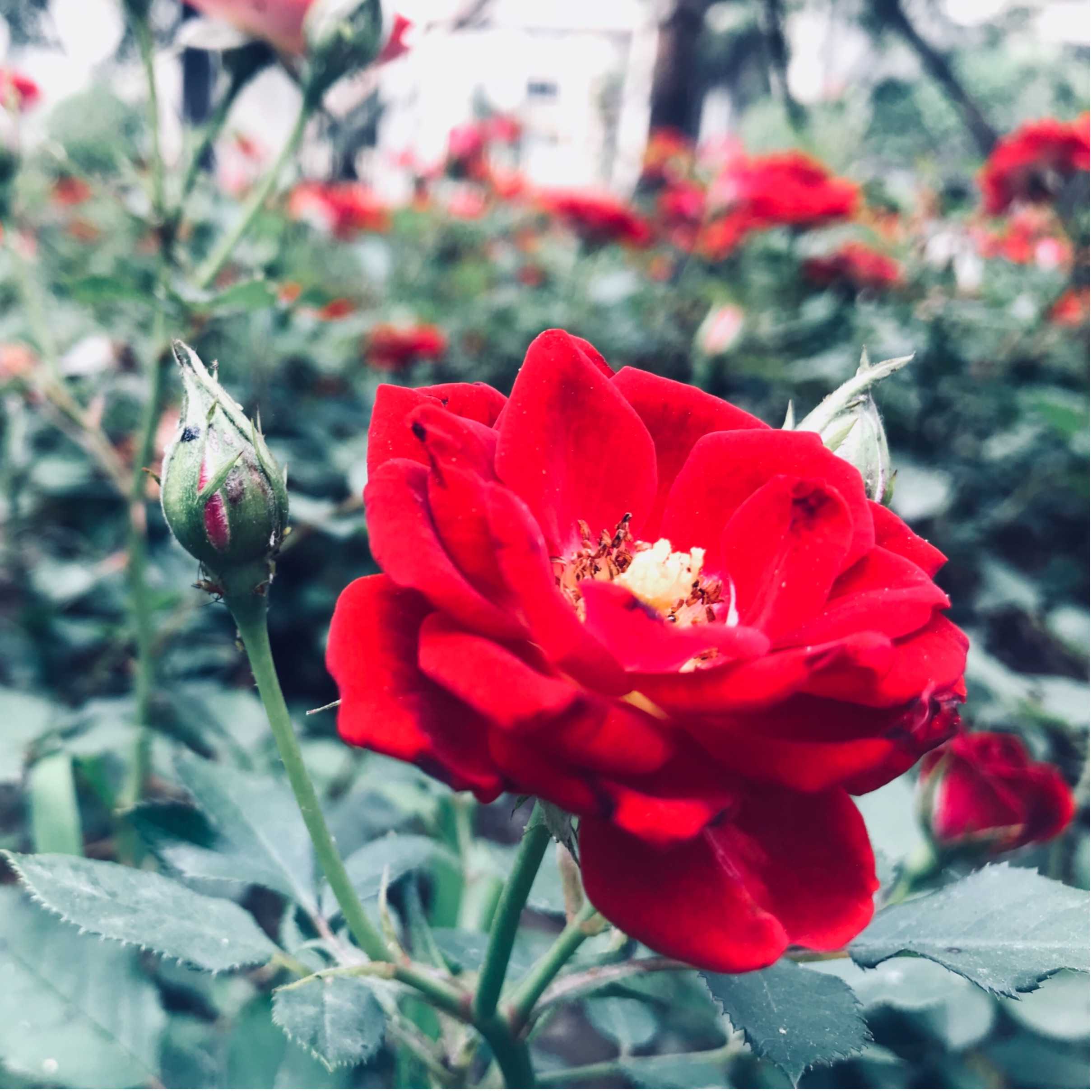 美国 移民 论坛{美国EB5投资移民的优势有哪些？}