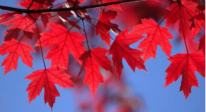 美国商务移民{美国EB-1C跨国经理人移民需要哪些条件？丨《麻辣婶聊移民专栏》