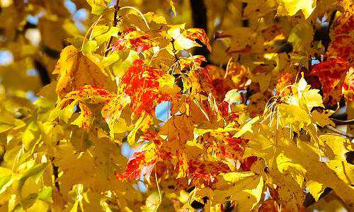 移民美国真的好么{人在美国——衣、食、住、行}