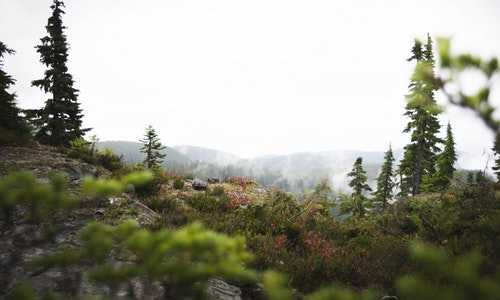 美国移民的税收缺点（移民周报|美国取消留学生禁令，欧盟计划对美开放边境