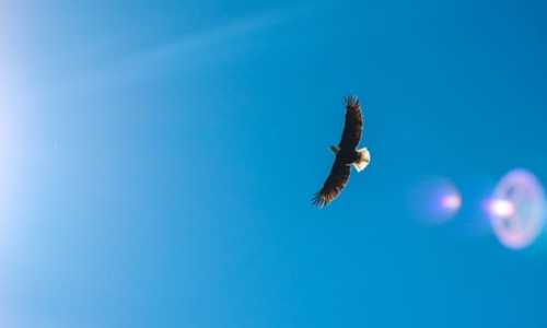 美国 新西兰 移民局官网中文网站（美国绿卡排期积压现象严重，预计10万职业